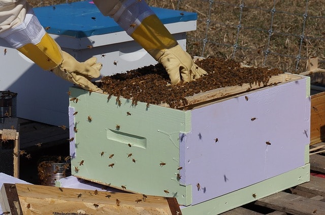 honey bee farming business plan